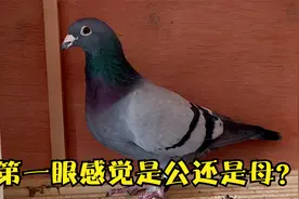 鸽子如何分公母？母鸽子养的好也会打圈咕咕叫，还有雄鸽长得雌态视频封面
