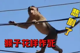 猴子作死爬上高压线被电击中，身体直勾勾的坠落，瞬间僵硬了视频封面