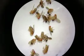 家里的小飞虫是不是越来越多？教你2个灭虫妙招，简单又实用视频封面