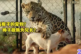 熊狗狮子互相帮助，一起长大！奇怪的动物伙伴！视频封面