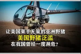 泛滥成灾的超级猪，在美国肆意妄为，美国动用直升机扫射视频封面