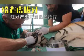 老虎被蛀牙疼的嗷嗷叫，医疗人员帮它拔牙，进行可怕的根管治疗