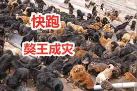原生藏獒沦为流浪犬，西藏无人区野生藏獒凶猛异常，爱追人视频封面
