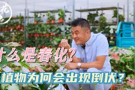 什么是春化？植物为何出现倒伏？养花必懂小知识！
