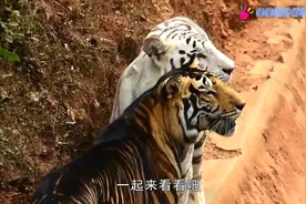 全球最黑的老虎！你们见过吗？就在印度和一只白虎住在一起！视频封面