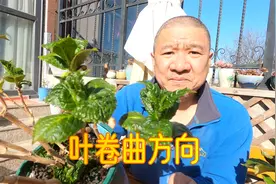 看绣球叶片卷边的方向，就能判断产生原因，园艺老手方法经验谈视频封面