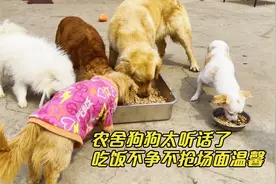 农舍狗狗集体干饭，吃饭时不争不抢，懂事的简直成精了，太听话了视频封面