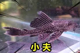 帅小伙网购1条清道夫当鱼缸清洁工！它真的能清理鱼缸吗？视频封面