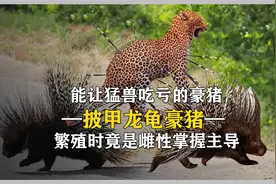 浑身长满长刺的豪猪，连狮子都要避而远之，它的战斗力究竟有多猛视频封面