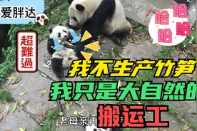 熊猫宝宝：我不生产竹笋，我只是大自然的搬运工行了吧！视频封面