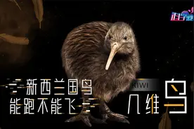 懒到一天睡12个小时，一对“隐形的翅膀”从来不飞，却被奉为国鸟视频封面