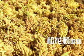 新鲜松花粉怎样才能破壁？传统简单方法，5分钟视频后轻松学会