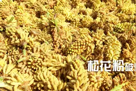 新鲜松花粉怎样才能破壁？传统简单方法，5分钟视频后轻松学会视频封面