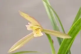 栽种春兰，在自己的家里布置一方风景，来看看春兰种植的要点视频封面