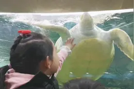 打工夫妻周末陪娃逛上海动物园，娃开心，全家都开心视频封面