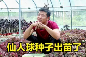 仙人球种子出苗，非常萌，像一个个“小水泡”，后期管理要做好