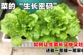 阳台种菜，如何自己种出高产、好吃的生菜？手把手分享全过程视频封面
