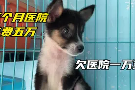 救助105条流浪狗医院里面花费10几万，五个月医院开销5万多。视频封面