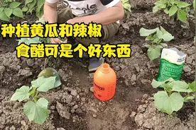 种植辣椒和黄瓜，食醋就是个好东西，怎么用效果好？进来看一看视频封面