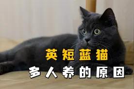 英短蓝猫为什么那么多人养？这些好处，你看了肯定也心动！视频封面