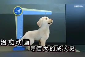 狗狗的身材太矮小，为了当上导盲犬，它在体检时悄悄竖起了耳朵