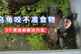 乌龟歪脖子咬不准食物？龟转圈游吃不到龟粮的3个原因和解决方法