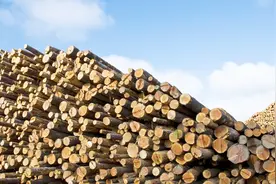 原来日本才是木材出口大国，将近一半木材出口中国，这是怎么回事视频封面