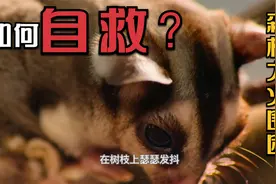 悲壮心酸，森林失火，有些动物积极自救，有些在趁火打劫！视频封面
