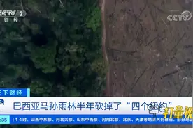 巴西亚马孙雨林半年砍掉了“四个纽约”|天下财经视频封面