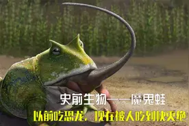 史前生物：魔鬼蛙，以前吃恐龙，现在被人吃到快灭绝视频封面