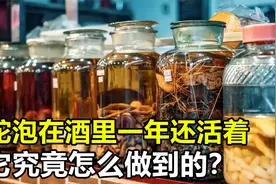 蛇的生存力有多惊人？泡在酒里一年还活着，它究竟怎么做到的？视频封面