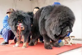 中国第一巨獒，站立身高可达1.8米，身价高达3000万视频封面