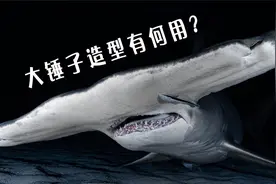 锤头鲨的头长这样?能像雷神之锤一样让它拥有狩猎“超能力”吗？