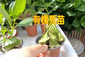 花多多2号对比磷酸二氢钾，实验中途出现死苗现象！视频封面