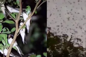 解密“万燕齐飞”之谜！成千上万只燕子每晚准时聚集在中山上空视频封面