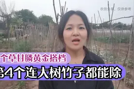 4个草甘膦黄金搭档，特别最后一个，连竹子大树都能除视频封面