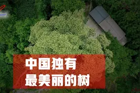 中国独有最美丽的树：美丽不可方物，终究难逃红颜命薄？