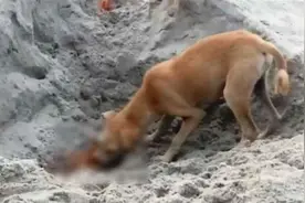 恒河边再现骇人一幕，野狗啃食半烧焦尸体视频曝光，莫迪罪责难逃视频封面