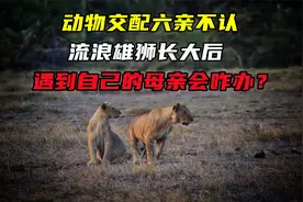 动物交配六亲不认，流浪雄狮长大后，遇到自己的母亲会咋办？视频封面