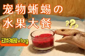 蜥蜴也爱吃水果！做个果酱吃的可真香