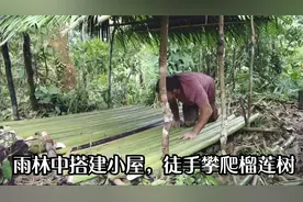 牛人光脚穿越雨林，徒手攀爬20米高榴莲树