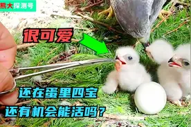 鸟妈妈孵出四只鸟宝宝，如果没有小哥帮喂食，四宝还能活多久呢？视频封面