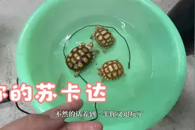 苏卡达陆龟苗子，有事没事泡泡澡吃嘛嘛香视频封面