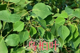 农村常见乌桕树是个宝，叶子被虫咬又能杀虫，很多人不知道用途