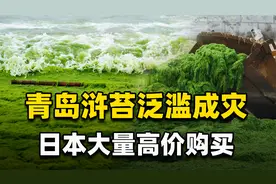 浒苔泛滥是“商机”？日本人大量购买这个物种，究竟是为了什么？