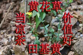 “田基黄”又名“黄花草”，它到底有什么好？懂它的人不妨分享下
