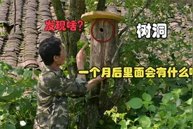 大叔自制“树洞鸟窝”放在野外一个月后，里面会有什么发现呢？