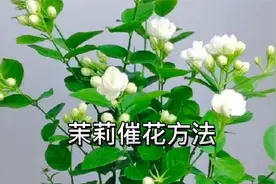 茉莉花使用这种方法催花，仅用二十天就长满花苞，分享催花过程视频封面