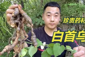 秦岭野生中药材白首乌，比何首乌还要稀缺珍贵，它的作用你知道吗视频封面