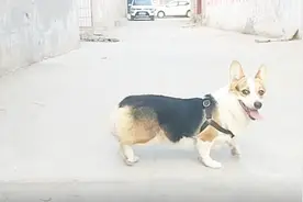 柯基怀孕第六天出门继续乱跑，主人贴心照料为它保护小狗狗视频封面